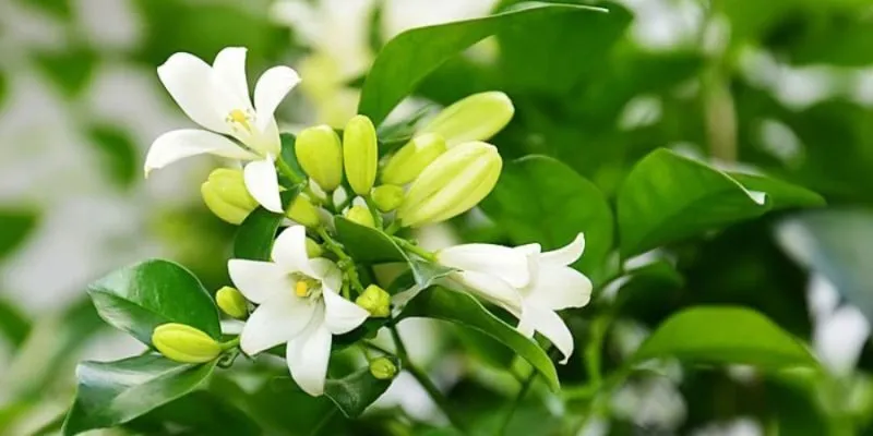 Đặc điểm chung của cây nguyệt quế