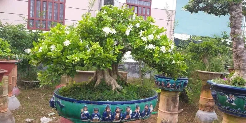 5 Ý nghĩa phong thủy của cây nguyệt quế